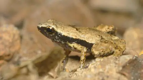 Żaba, która słyszy ustami