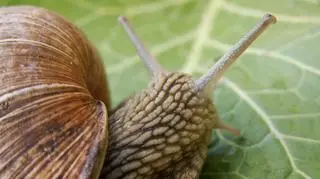 800 gigantycznych ślimaków zabił mróz