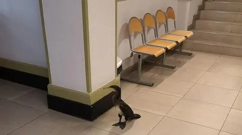 Niecodzienny pacjent w przychodni