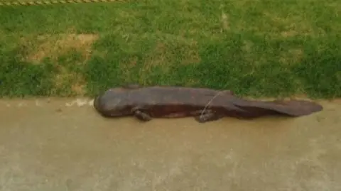 Gigantyczna salamandra wypełzła na drogę