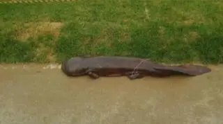 W japońskim mieście Kyoto student w drodze na uczelnie spotkał wyjątkowego płaza. Gdy zaczął się zbliżać do przydrożnych krzaków to zaczęło się w nich coś poruszać. Jego oczom ukazała się wielka Salamandra mierząca około półtora metra długości. 