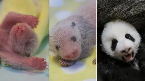 Pandy wielkie w zoo w Toronto mają już ponad 100 dni