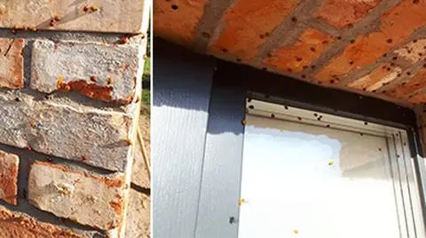 "Obsiadają okna, wchodzą do mieszkań". Biedronki azjatyckie na waszych zdjęciach