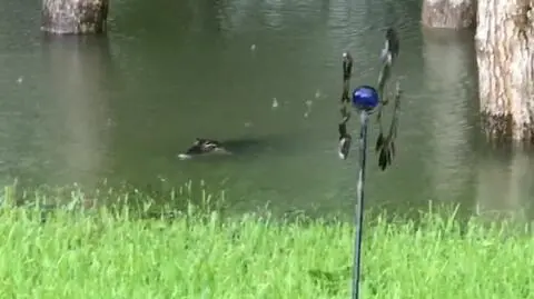 U mieszkanki Houston na podwórku pływał aligator