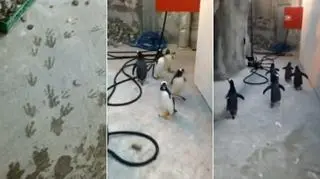 Pingwiny uciekły z zoo