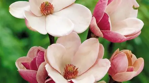 Aktualnie czytasz: Polska krajem kwitnącej magnolii