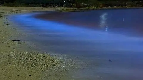 Fale zaświeciły na niebiesko. Wieczorny spektakl alg na plażach