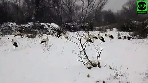Głodne i wycieńczone. Bociany potrzebują naszego wsparcia