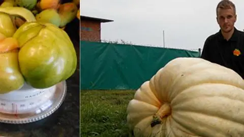 300-kilogramowa dynia, a może olbrzymia rzodkiewka? 