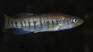 Jeden z gatunków ryb killifish (Fundulus majalis)
