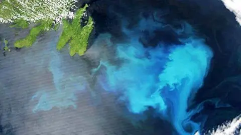 Ocean kwitnie na turkusowo