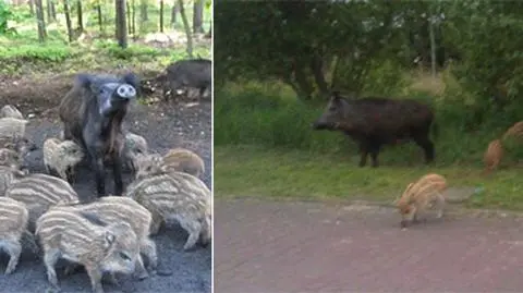 "Nagle usłyszeliśmy wesołe kwiczenie". Dzika rodzinka w obiektywie Reportera 24