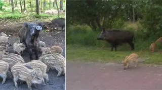 W Świnoujściu dziki wybrały się na spacer