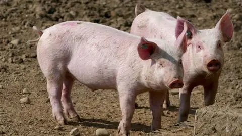 Naukowcy przeprowadzili badania nad mózgami świń