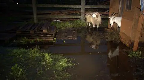 Zwierzęta w przytulisku w Ćwiklicach