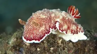 Chromodoris reticulata to mięczaki żyjące w Oceanie Spokojnym