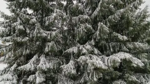 Aktualnie czytasz: Spadła temperatura, spadł też śnieg. "Zima w maju"
