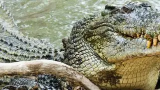 Krokodyl odciął drogę ucieczki Nowozelandczykowi