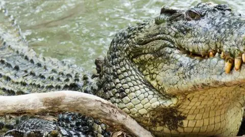  "On śledził każdy mój ruch". Relacja mężczyzny, którego prześladował krokodyl