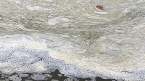 Nad Bałtykiem nadal występują sinice