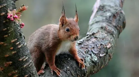 W wielu miejscach pokropi