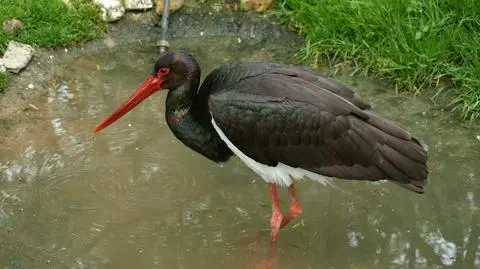 Bociany czarne w drodze do ciepłych krajów. Ostatnie odlecą przed końcem września