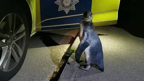 Podczas patrolu natknęli się na pingwina. "Szedł środkiem drogi"