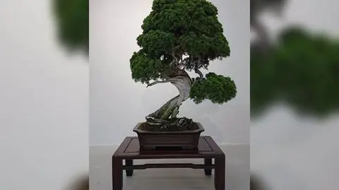 Skradziono drzewka bonsai. Ich wartość sięga niemal 120 tysięcy dolarów