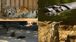 Zwierzęta w zoo w Antwerpii próbują radzić sobie z upałem
