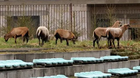 Owce biegają po mieście 