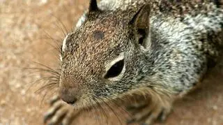 Wiewiórki szare: urodzeni mordercy