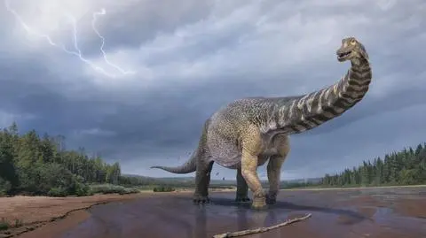 Tak mógł wyglądać Australotitan cooperensis (Vlad Konstantinov, Scott Hocknull ©Eromanga Natural History Museum)