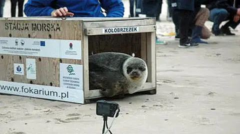 Kołobrzeżek to bardzo rzadka foka obrączkowana