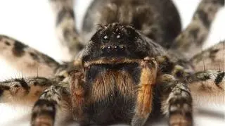 Tarantula południoworosyjska