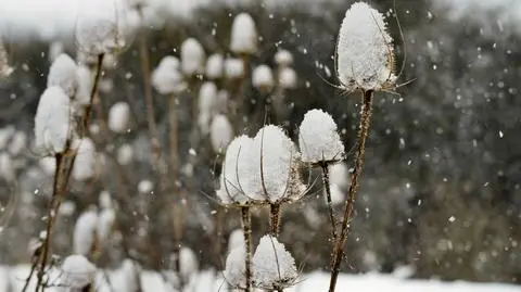 W wielu miejscach poprószy śnieg