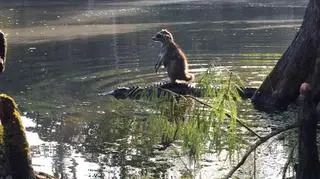 Szop pracz na grzbiecie aligatora