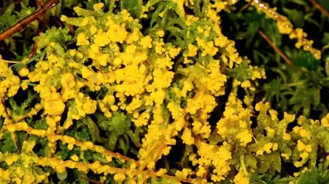 Śluzowiec Physarum polycephalum