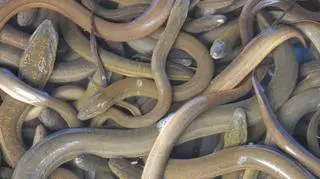 Cieki w "Ujściu Warty" zarybiane są węgorzem