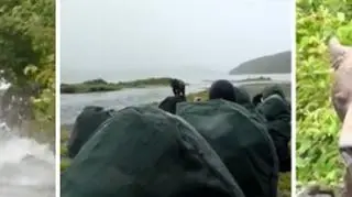  Grizzly długo obchodził i obwąchiwał turystów 