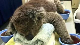 Koala leczy poparzone łapki