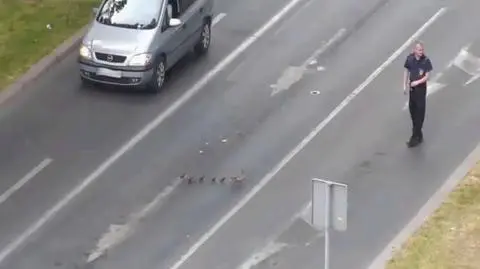Uwaga! Idą kaczki. Strażnicy pomogli ptasiej rodzince