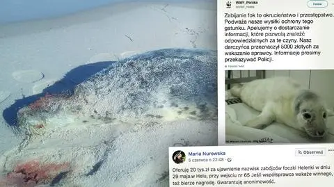 Przeznaczono nagrodę za znalezienie sprawcy 