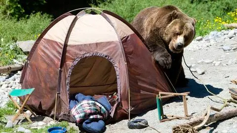 Gazu, misiu? Sposób na agresywnego niedźwiedzia