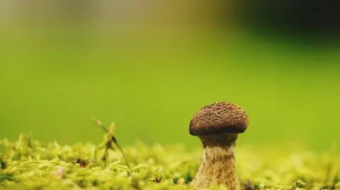 Aktualnie czytasz: Jak scenografia animacji. Grzybowy mikrokosmos