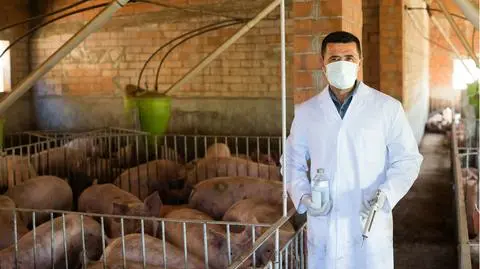 Prewencyjne podawanie antybiotyków zwierzętom. Lekarze z Wielkiej Brytanii przeciwni