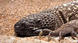 Helodermy meksykańskie ważą maksymalnie 2,5 kg