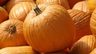 Te dynie mogą nie doczekać Halloween