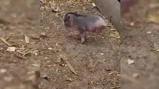 Prosię uczy się chodzić na dwóch raciczkach