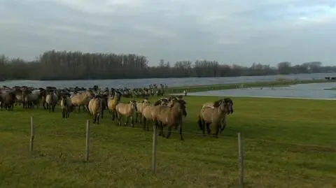 W Holandii Ren grozi wylaniem. Ewakuacja ponad 100 koników polskich