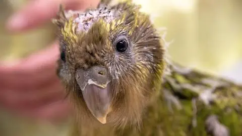 Kakapo z guzem mózgu